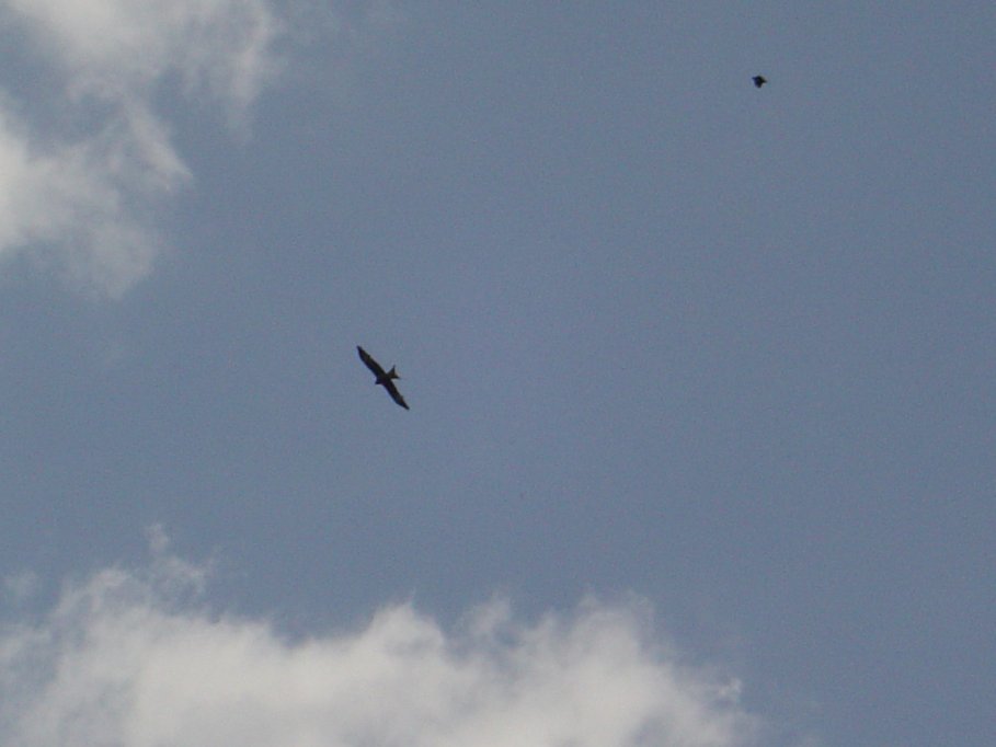 A Red Kite